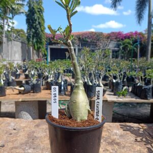 0509 05 Rosa do Deserto Star Cluster