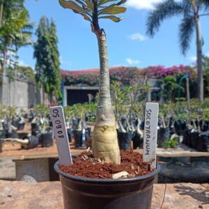 0509 08 Rosa do Deserto Socotranum