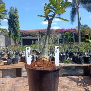 0509 07 Rosa do Deserto Linda