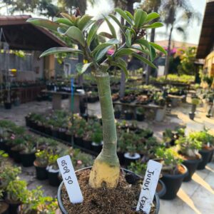 0509 50 Rosa do Deserto Julius Cesar