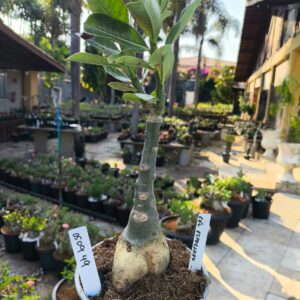 0509 49 Rosa do Deserto Ceu Estrelado