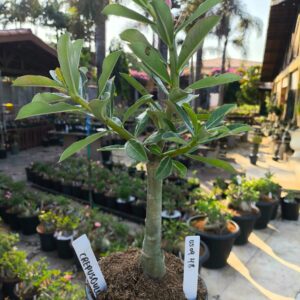 0509 48 Rosa do Deserto Crepusculo