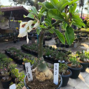 0509 47 Rosa do Deserto Snow Pink