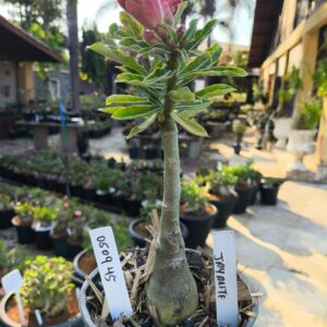 0509 45 Rosa do Deserto Jayanti