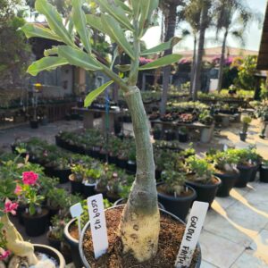 0509 42 Rosa do Deserto Golden Faith