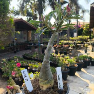 0509 39 Rosa do Deserto Swallow