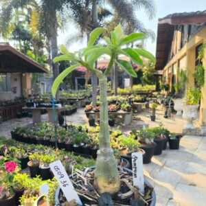 0509 36 Rosa do Deserto Pompom