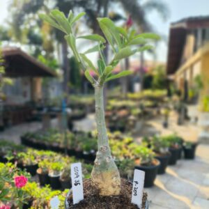 0509 35 Rosa do Deserto P200