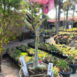 0509 34 Rosa do Deserto Godiva