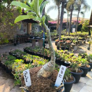 0509 32 Rosa do Deserto Pompom