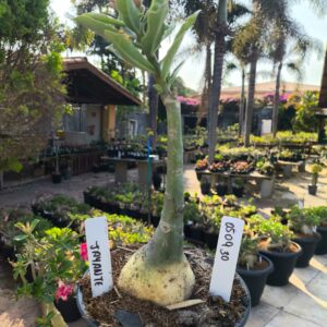 0509 30 Rosa do Deserto Jayanti