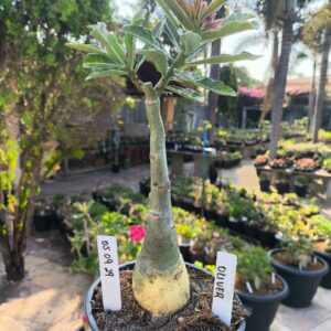 0509 29 Rosa do Deserto Oliver