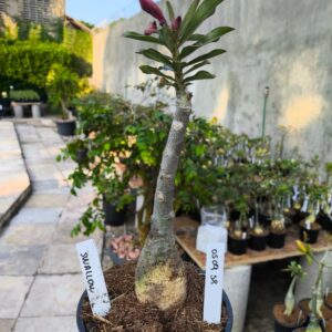 0509 58 Rosa do Deserto Swallow