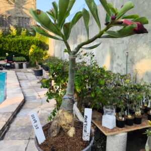 0509 55 Rosa do Deserto Morticia