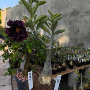 0509 52 Rosa do Deserto P200