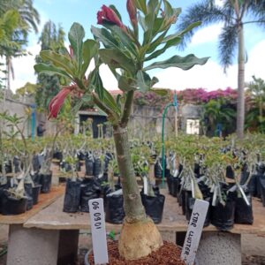 0609 01 Rosa do Deserto Star Cluster