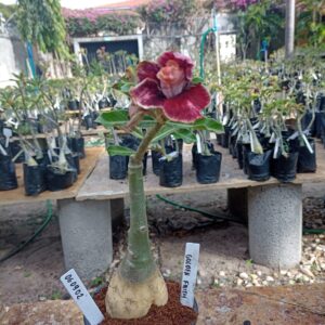 0609 02 Rosa do Deserto Golden Faith