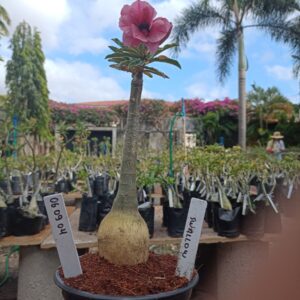 0609 04 Rosa do Deserto Swallow