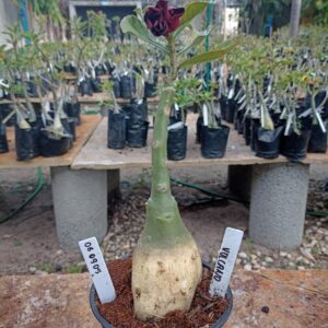 0609 05 Rosa do Deserto Vulcano