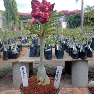 0609 07 Rosa do Deserto Jayanti