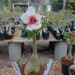 0609 08 Rosa do Deserto Lucky White