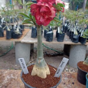 0609 09 Rosa do Deserto Julius Cesar