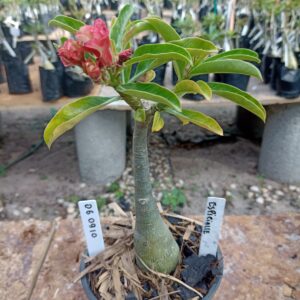 0609 10 Rosa do Deserto Especialle