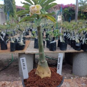 0609 12 Rosa do Deserto Snow Pink