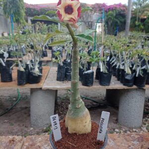 0609 13 Rosa do Deserto Fogueira