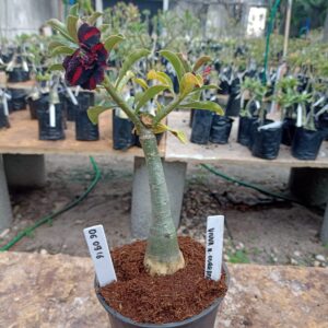 0609 16 Rosa do Deserto Viuva Negra Dobrada