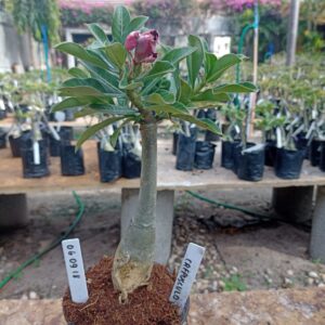 0609 18 Rosa do Deserto Crepusculo