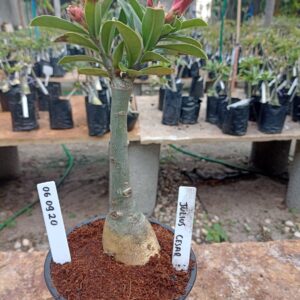 0609 20 Rosa do Deserto Julius Cesar