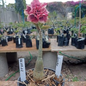 0609 22 Rosa do Deserto Luxury