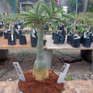 0609 25 Rosa do Deserto Ferrari Black