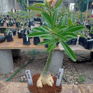 0609 28 Rosa do Deserto Mistral