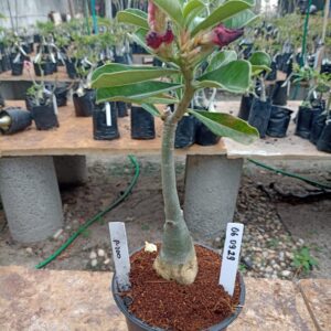 0609 29 Rosa do Deserto P200