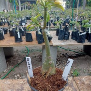 0609 30 Rosa do Deserto Arya