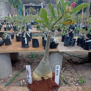 0609 31 Rosa do Deserto Morticia