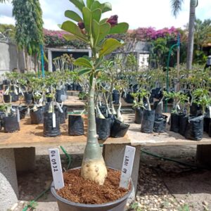 0609 32 Rosa do Deserto Lady Dy