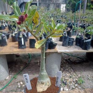 0609 33 Rosa do Deserto Volcano