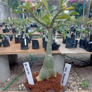 0609 35 Rosa do Deserto Miss Rondonia