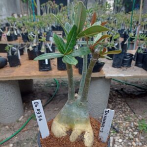 0609 36 Rosa do Deserto Dunhuang 2