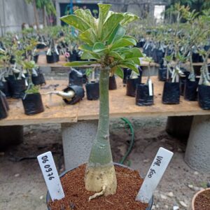 0609 76 Rosa do Deserto Variegata 500