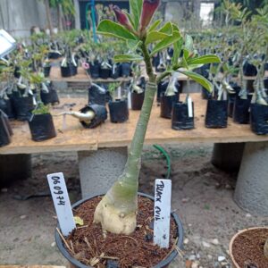 0609 74 Rosa do Deserto Black Evil