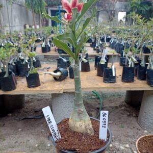 0609 72 Rosa do Deserto Star Cluster