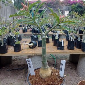 0609 71 Rosa do Deserto Oliver