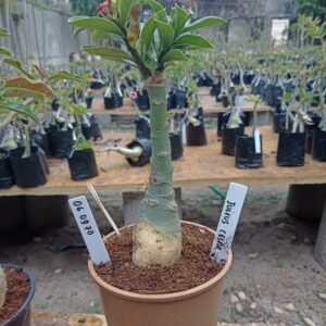 0609 70 Rosa do Deserto Julius Cesar