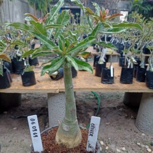 0609 69 Rosa do Deserto Oliver