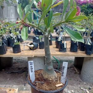 0609 66 Rosa do Deserto Vulcano