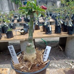 0609 65 Rosa do Deserto Viuva negra dobrada